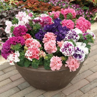 XOLDA Exotic Petunia Double Mix Seed(67 per packet)