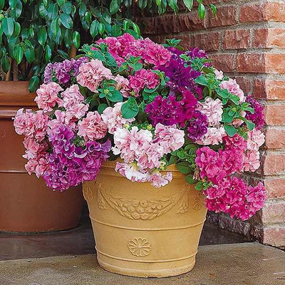 Paudha Exotic Petunia Double Mix Seed(71 per packet)