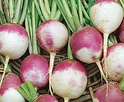 MKR Enterprises Turnip Seed(250 per packet)