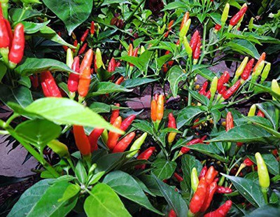 MKR Enterprises Chilli Seed(300 per packet)