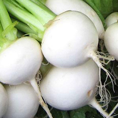 MKR Enterprises Turnip Seed(850 per packet)