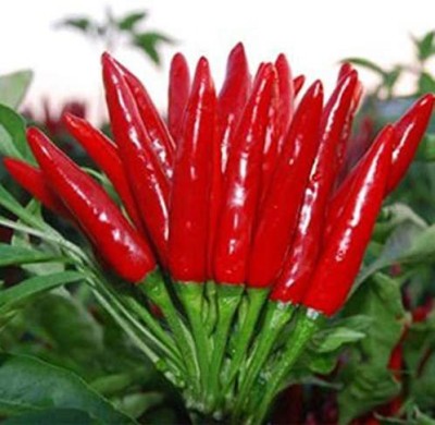 MKR Enterprises Chilli Seed(500 per packet)