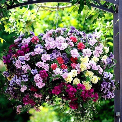 Paudha Exotic Petunia Double Mix Seed(62 per packet)