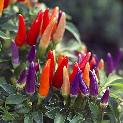 MKR Enterprises Chilli Seed(600 per packet)