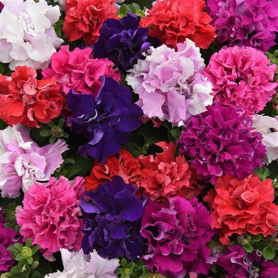 Paudha Exotic Petunia Double Mix Seed(71 per packet)