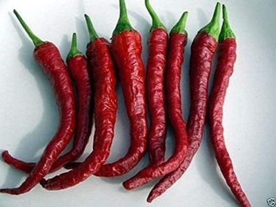 MKR Enterprises Chilli Seed(600 per packet)