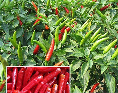 MKR Enterprises Chilli Seed(900 per packet)