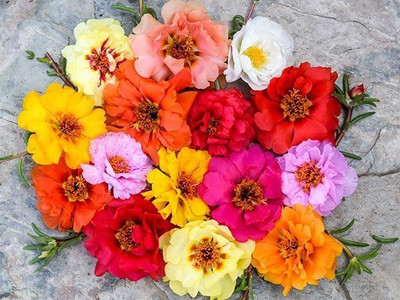 XOLDA Exotic Portulaca Mix Seed(92 per packet)