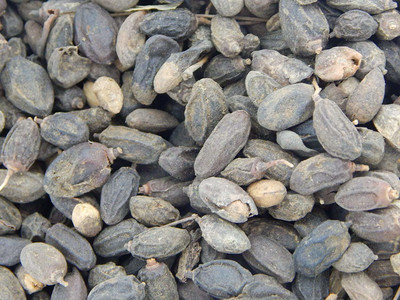 Xetomos Nimboli Beej Neem Seed 100g seeds Seed(1 per packet)