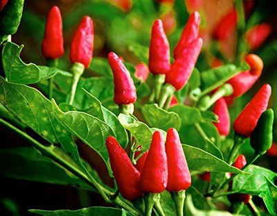 VibeX LX-98 - Tabasco Hot Pepper Chilli - (1350 Seeds) Seed(1350 per packet)