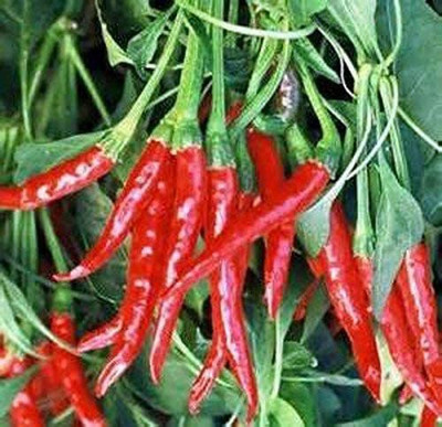 MKR Enterprises Chilli Seed(300 per packet)