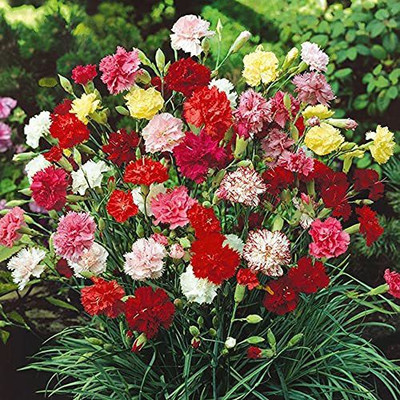 Paudha Exotic Carnation Mix Seed(66 per packet)