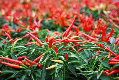 CYBEXIS LX-98 - Premium Tabasco Hot Peppers Chilli - (150 Seeds) Seed(150 per packet)