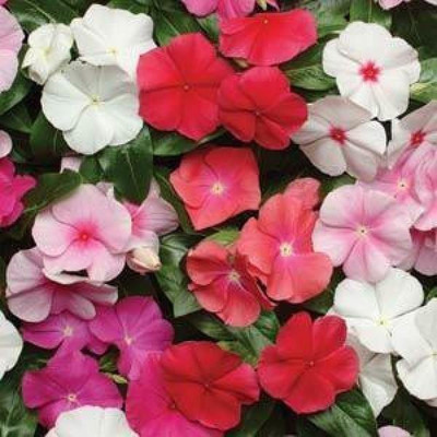 Paudha Exotic Vinca Mix Seed(83 per packet)