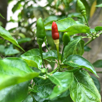 MKR Enterprises Chilli Seed(140 per packet)