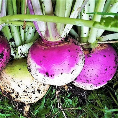 MKR Enterprises Turnip Seed(550 per packet)