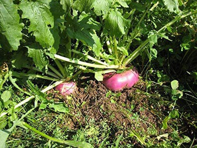 MKR Enterprises Shaljam Seed(500 per packet)