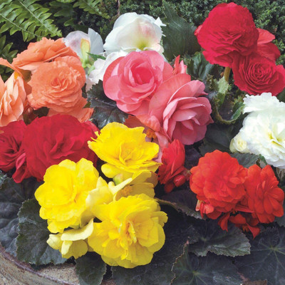 CYBEXIS VXI-19 - Begonia Tuberosa Double Flower Mix - (30 Seeds) Seed(30 per packet)