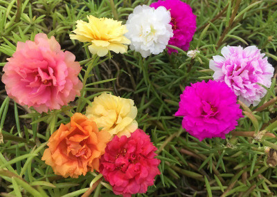 Paudha Exotic Portulaca Mix Seed(82 per packet)