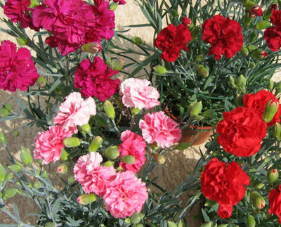 Paudha Exotic Carnation Mix Seed(66 per packet)