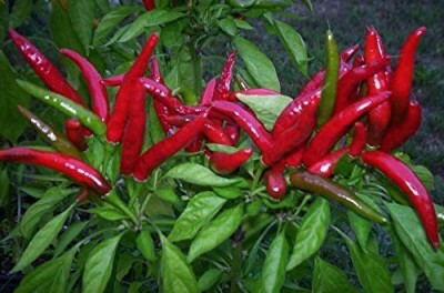 CYBEXIS TLX-41 - Thai Hot Chili - (150 Seeds) Seed(150 per packet)