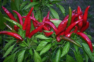 CYBEXIS NBIR-8 - Thai Hot Chili - (1350 Seeds) Seed(1350 per packet)