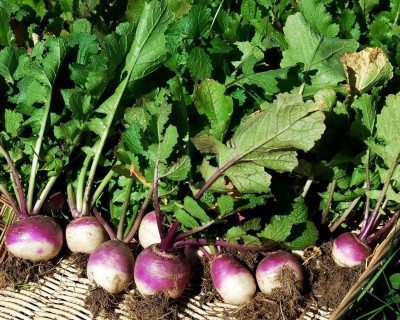 MKR Enterprises Turnip Seed(550 per packet)