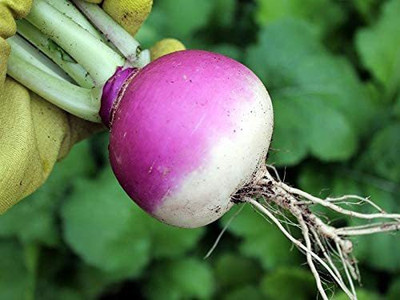 MKR Enterprises Turnip Seed(950 per packet)