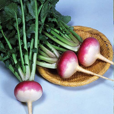 MKR Enterprises Turnip Seed(50 per packet)