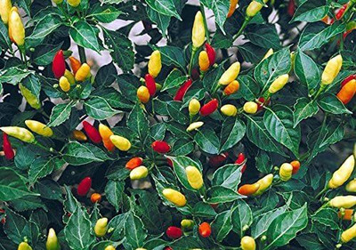 MKR Enterprises Chilli Seed(220 per packet)