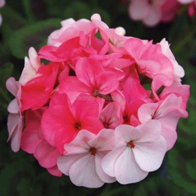 Paudha Exotic Geranium Mix Seed(57 per packet)