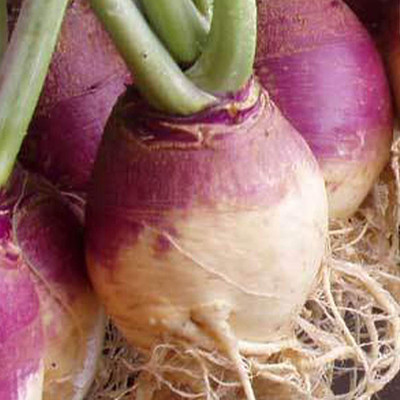MKR Enterprises Turnip Seed(950 per packet)