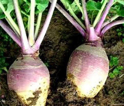 MKR Enterprises Shaljam Seed(200 per packet)