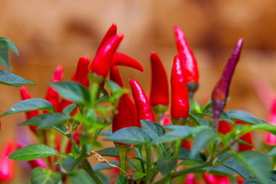 CYBEXIS LX-64 - Tabasco Hot Peppers Chilli - (1350 Seeds) Seed(1350 per packet)