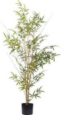 KUMUBON Two Layer Bamboo Plant(Hybrid, Pack of 1)