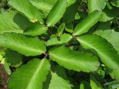 Aquinnah Bryophyllum Pinnatum/Patharchatta Plant(Hybrid, Pack of 1)