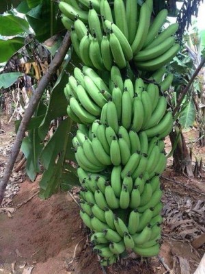 Ukanda Banana Plant(Hybrid, Pack of 1)