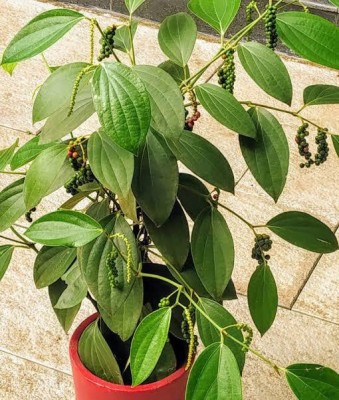 My Dream Nursery Black Pepper Plant(Hybrid, Pack of 1)