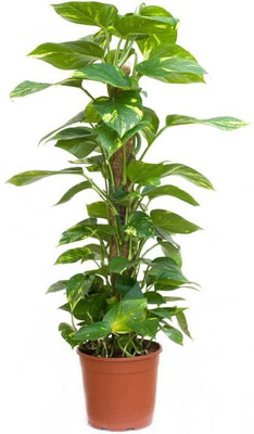 nensy Money Plant(Hybrid, Pack of 1)