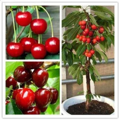 Chalisa Cherry, Cherry Fruit, Sweet cherry Seed(18 per packet)