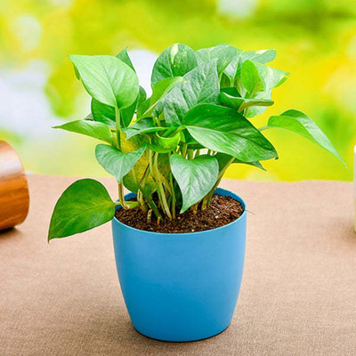 Ukaanda Money Plant(Hybrid, Pack of 1)