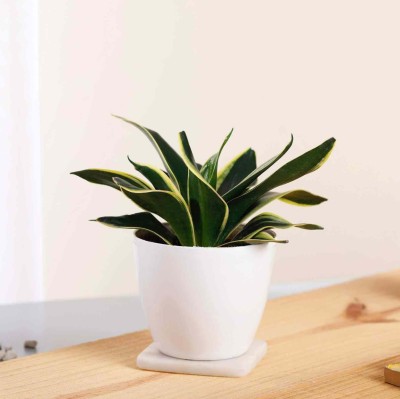 Ecosentry Snake Plant(Pack of 1)