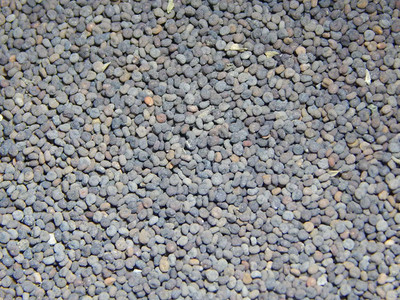 Xetomos Khurasani Ajwain 100g seeds Seed(1 per packet)