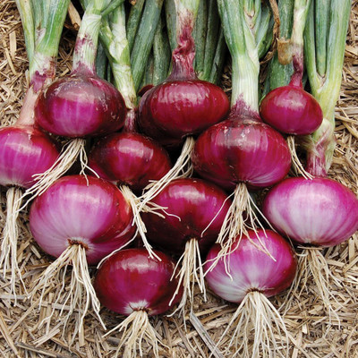 sealok Onion Seed - Pyaj Beej - Onion beej - pyaj k beej Seed (100 per Seed(1 g)