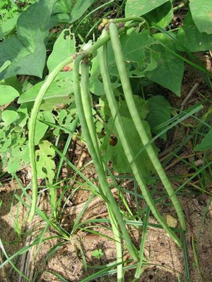 Chalisa Cowpea Seed(20 per packet)