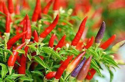 sealok Chilli Seed (100 per packet) Seed(1 g)