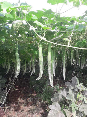 sealok Snake Gourd Seed(50 per packet)