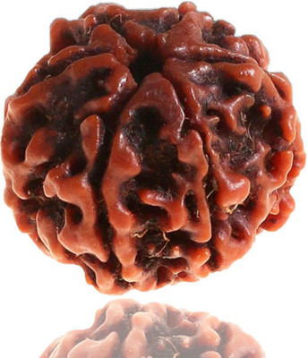 Mahadev Ratan centre 6 Mukhi Rudraksha (6 face) Rudraksha Wood