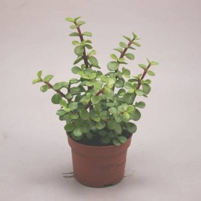 NRDhub Jade Plant(Hybrid, Pack of 1)
