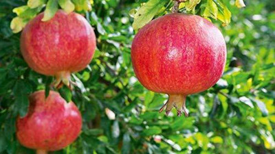 VibeX VXI-2 - Rare Pomegranate Anar Red Bhagwa - (270 Seeds) Seed(270 per packet)
